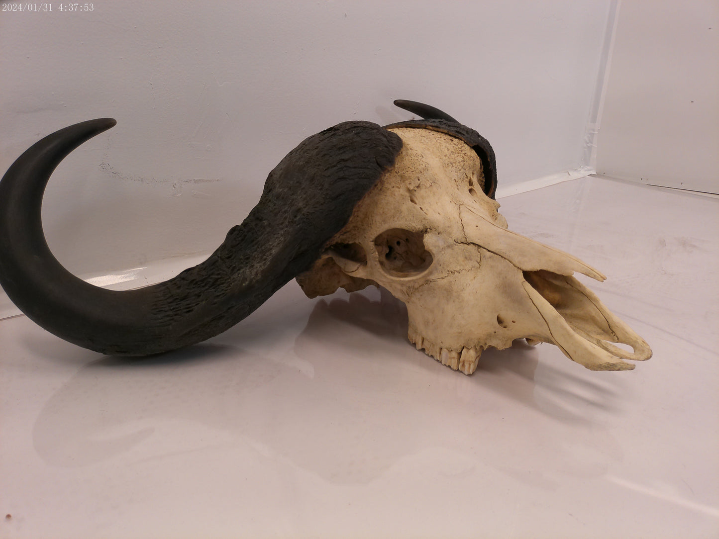 AFRICAN CAPE Buffalo with large horns #3