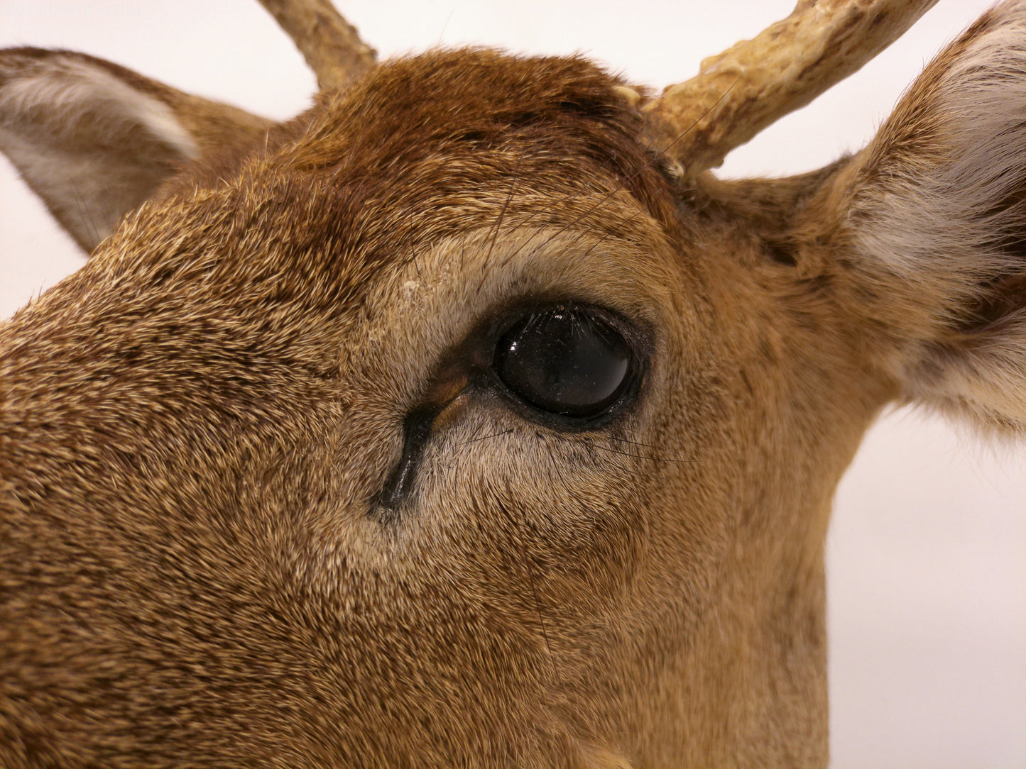 Deer Head Mount 6 Point Buck Taxidermy