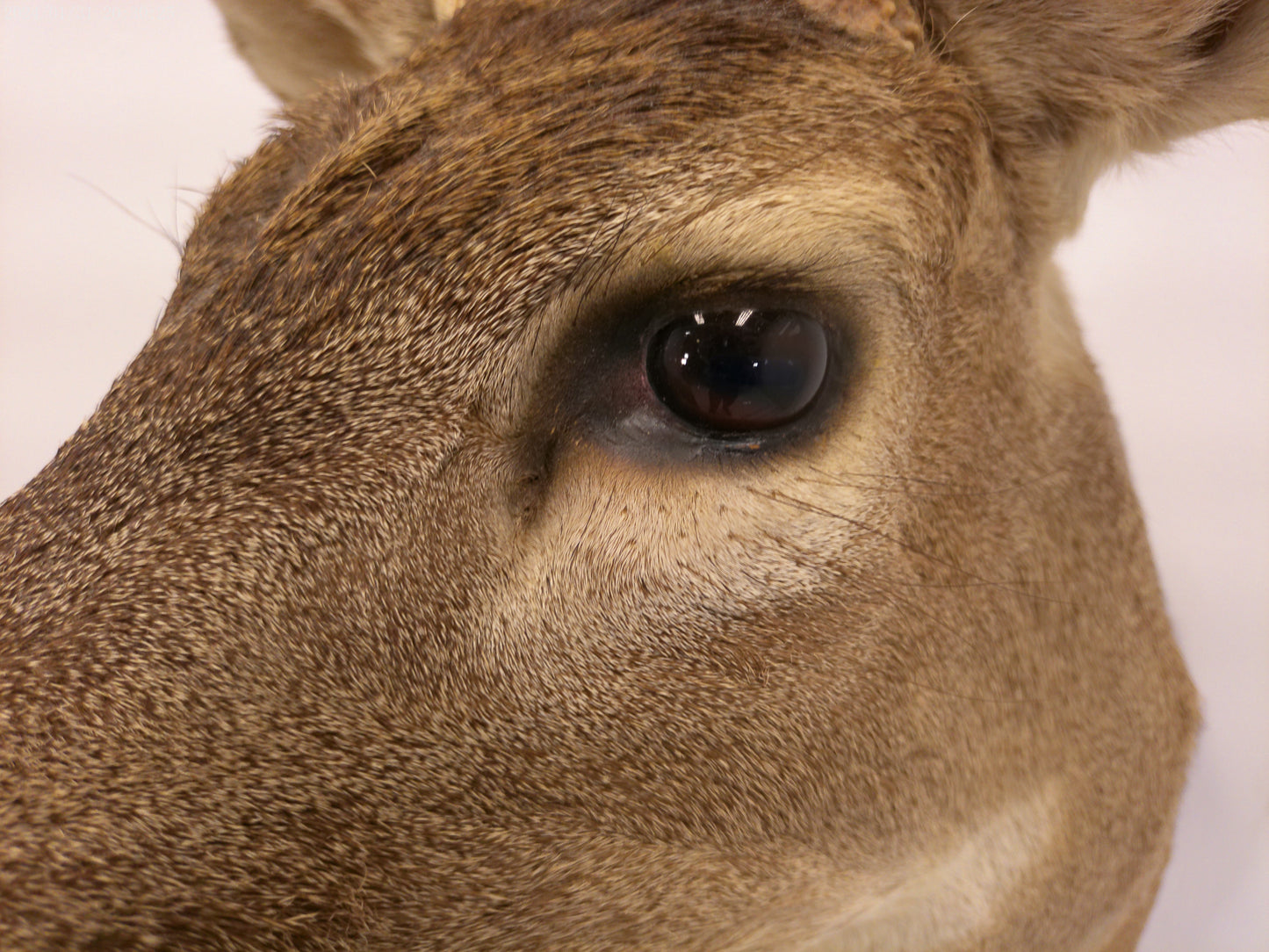 Deer Head Mount 5 Point Buck Taxidermy #4