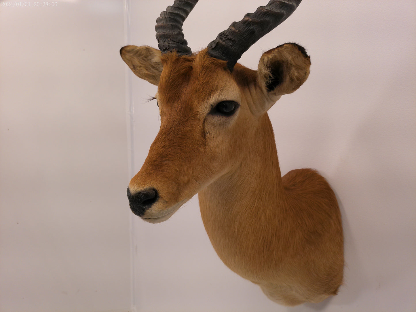 African Puku Taxidermy Shoulder Mount