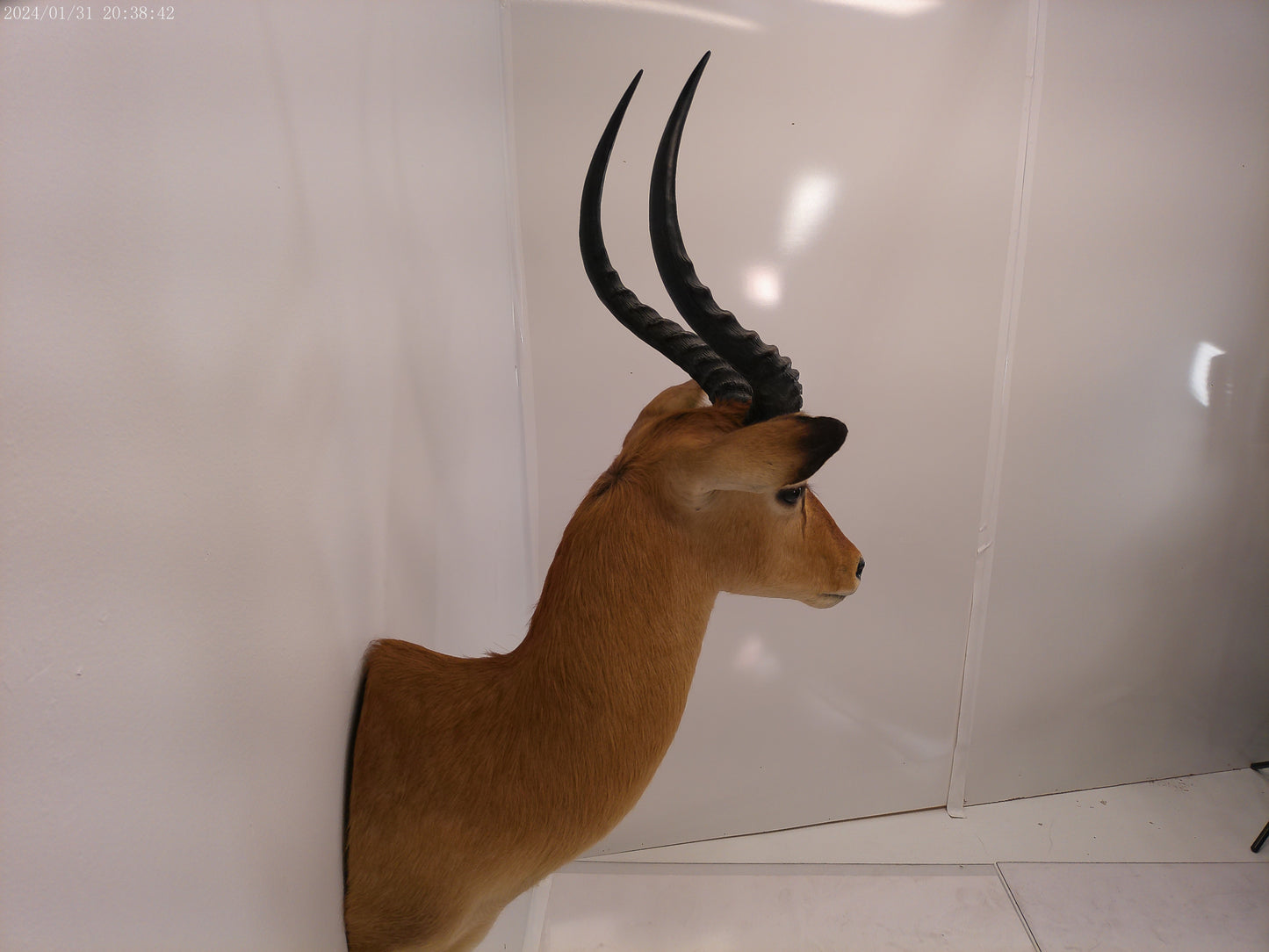 African Puku Taxidermy Shoulder Mount
