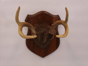 Whitetail Deer Antler Plaque Mount