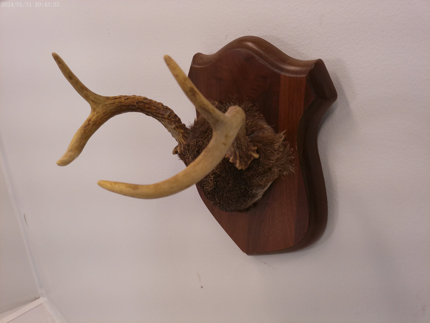 Whitetail Deer Antler Plaque Mount