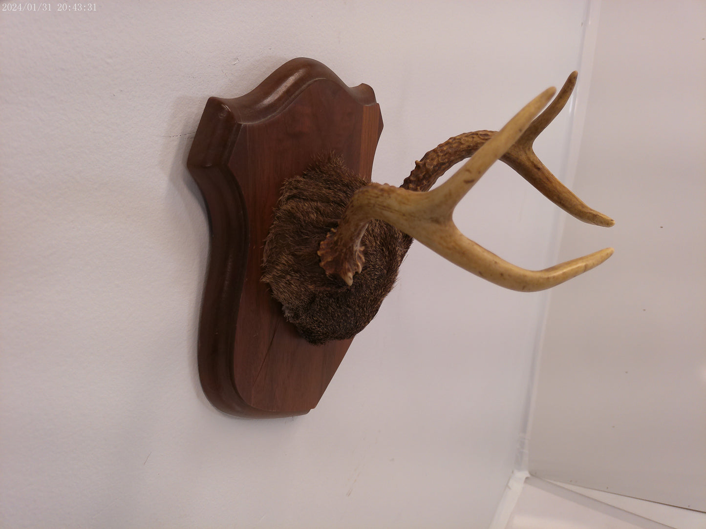 Whitetail Deer Antler Plaque Mount