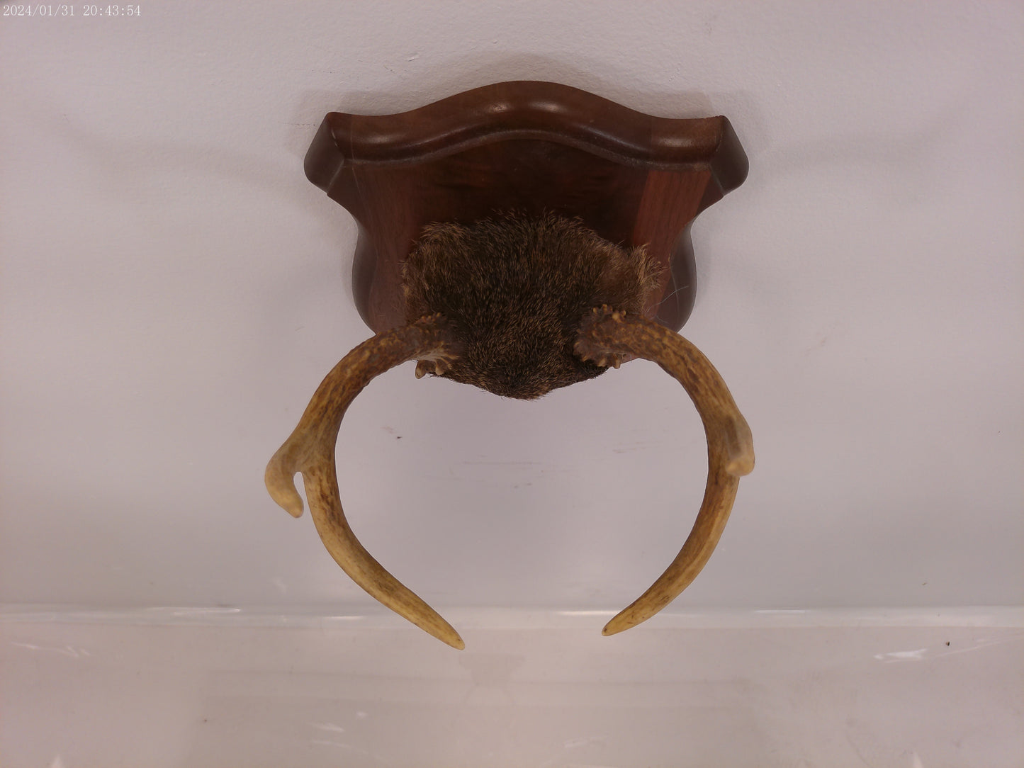 Whitetail Deer Antler Plaque Mount