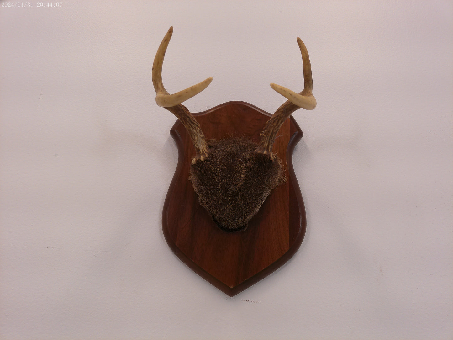 Whitetail Deer Antler Plaque Mount