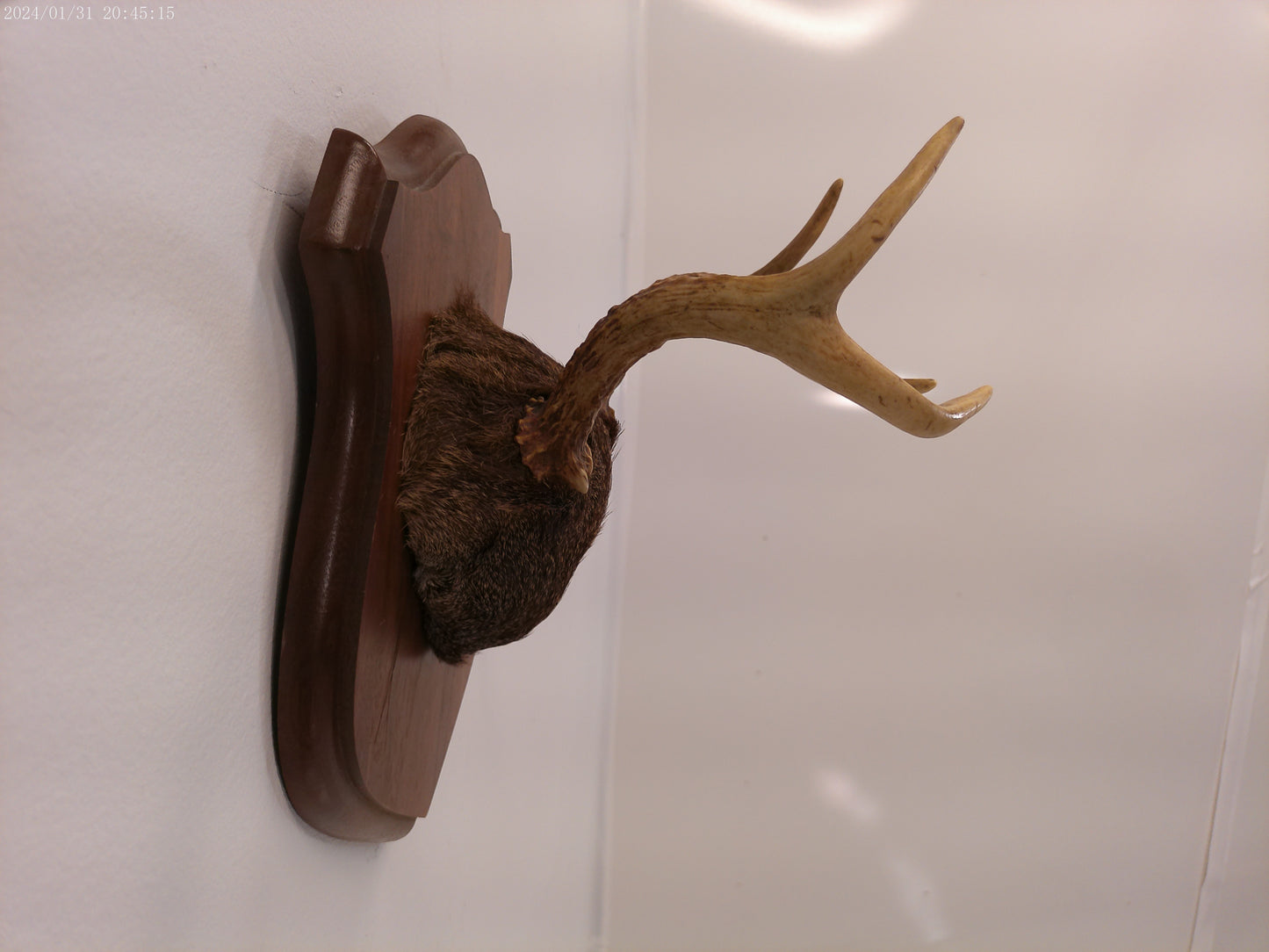 Whitetail Deer Antler Plaque Mount