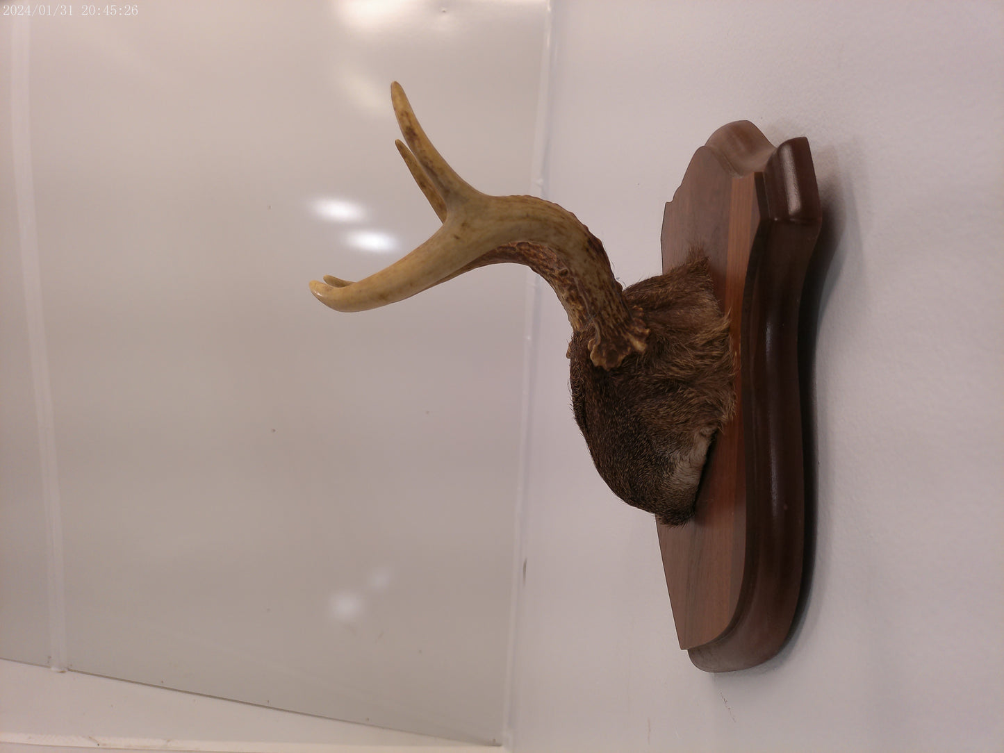 Whitetail Deer Antler Plaque Mount