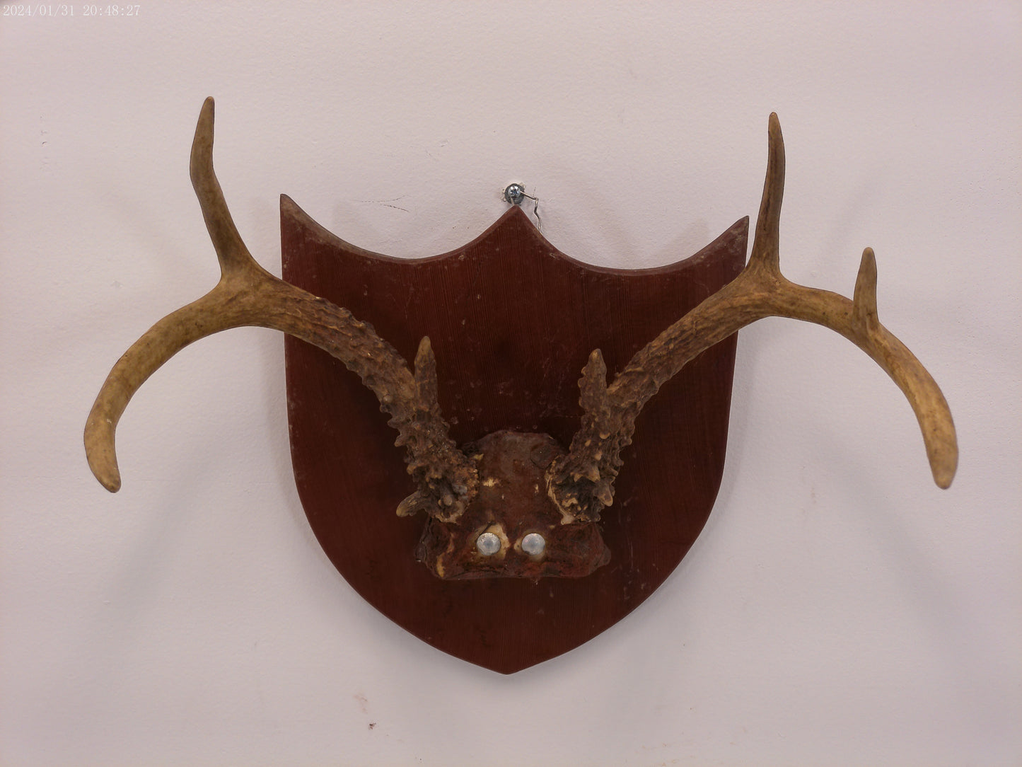 Whitetail Deer Antler Plaque Mount #2 Taxidermy
