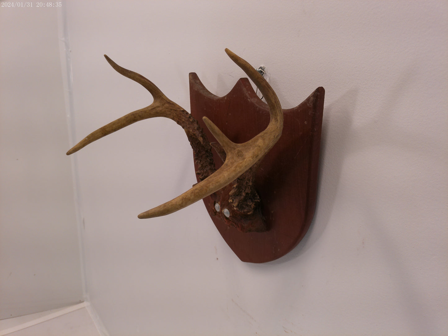 Whitetail Deer Antler Plaque Mount #2 Taxidermy