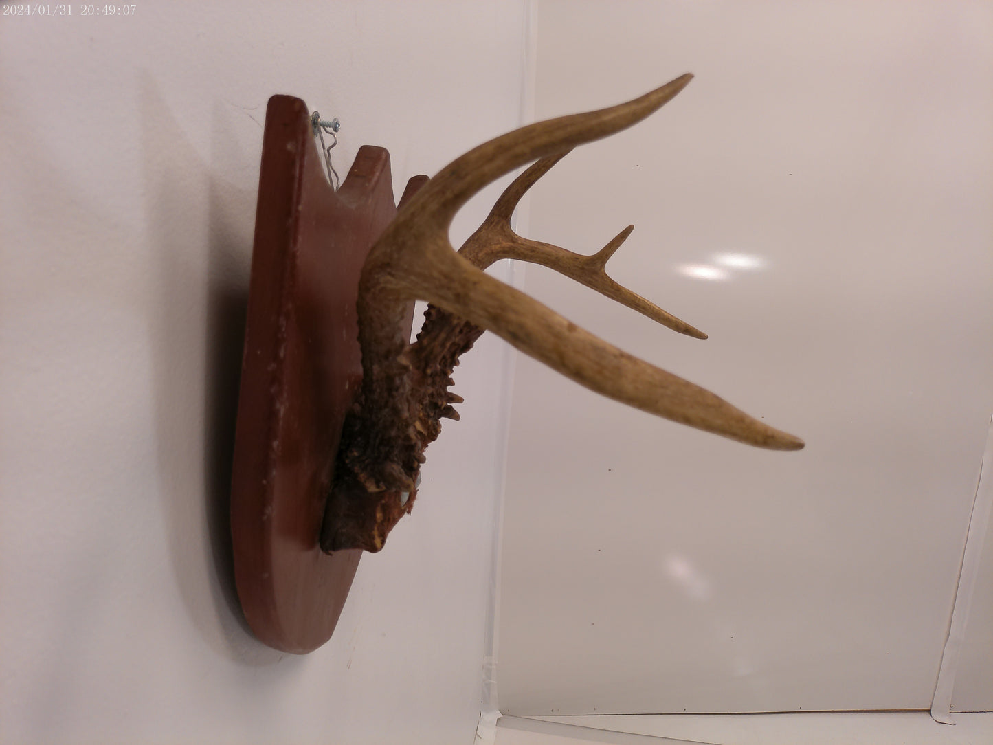 Whitetail Deer Antler Plaque Mount #2 Taxidermy