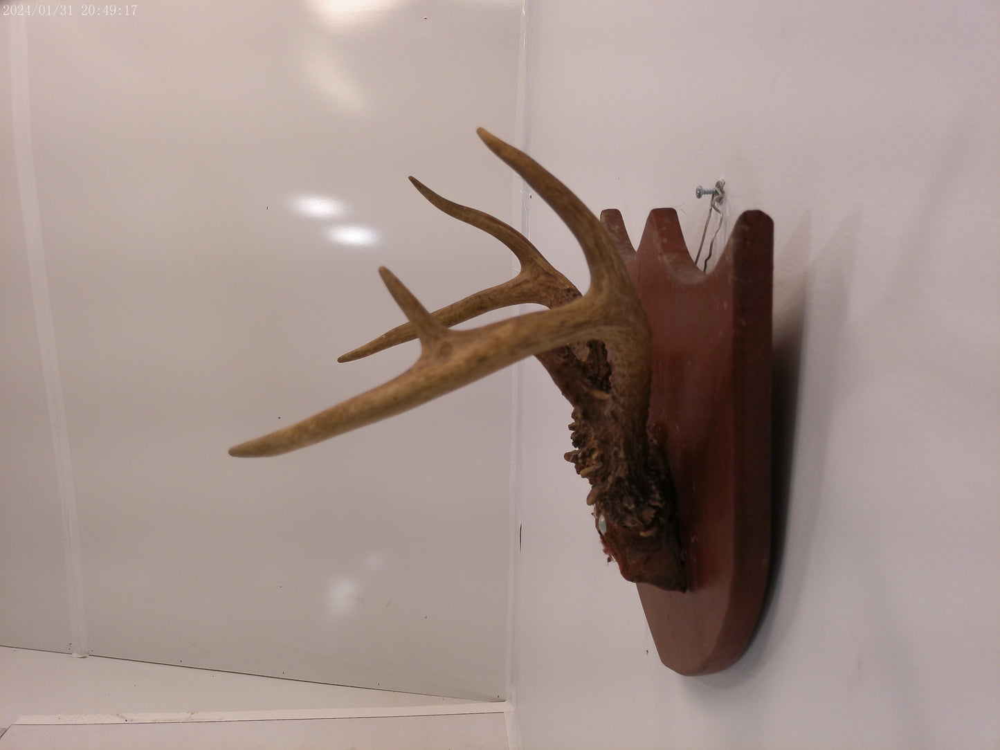 Whitetail Deer Antler Plaque Mount #2 Taxidermy