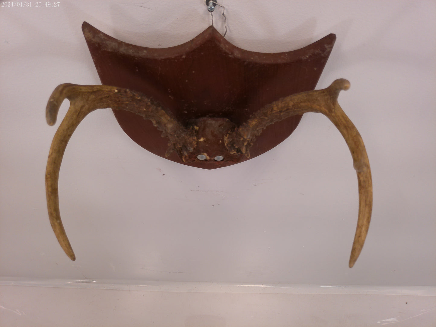 Whitetail Deer Antler Plaque Mount #2 Taxidermy