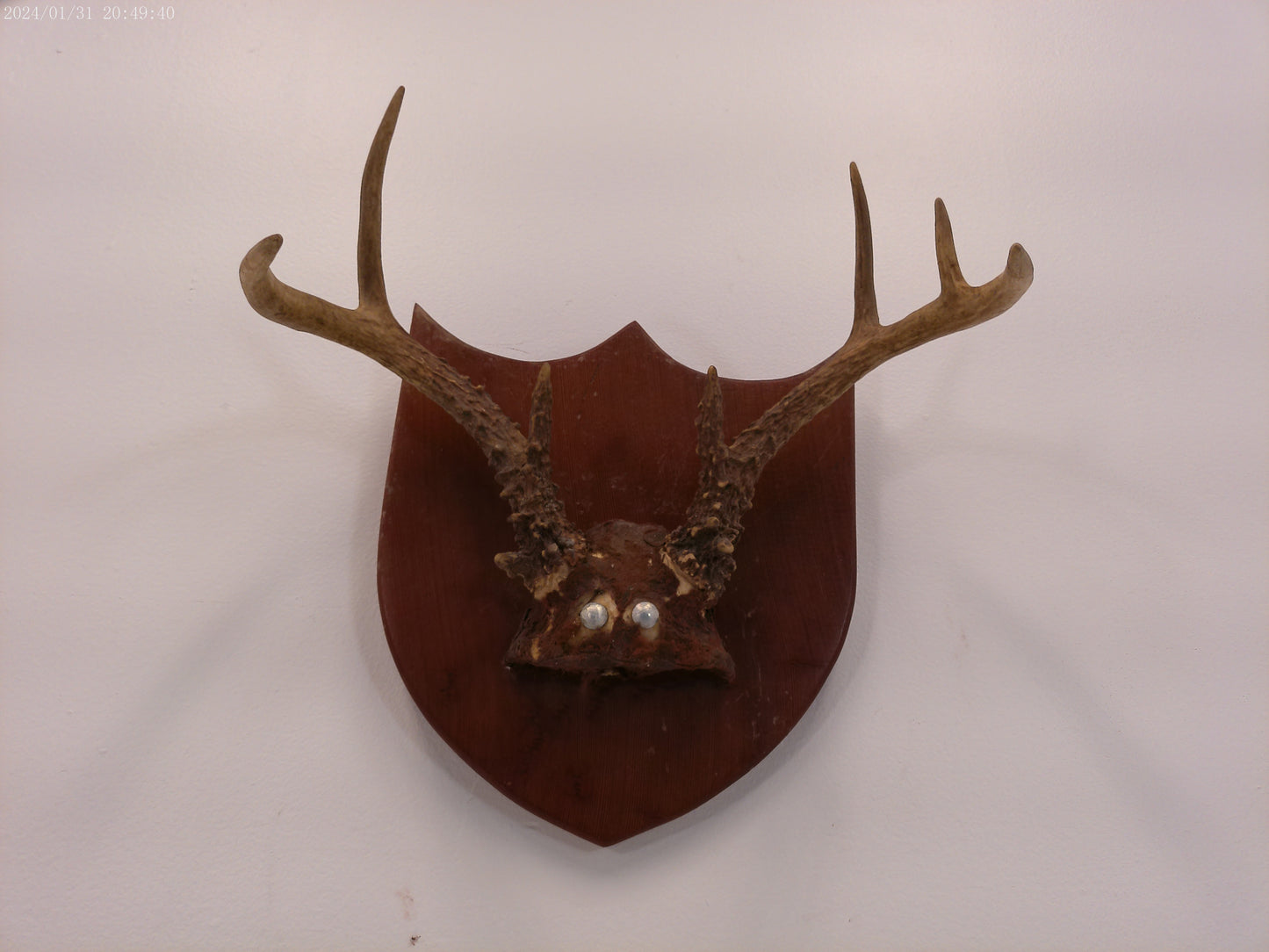 Whitetail Deer Antler Plaque Mount #2 Taxidermy