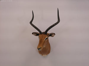 Impala Head Mount Taxidermy