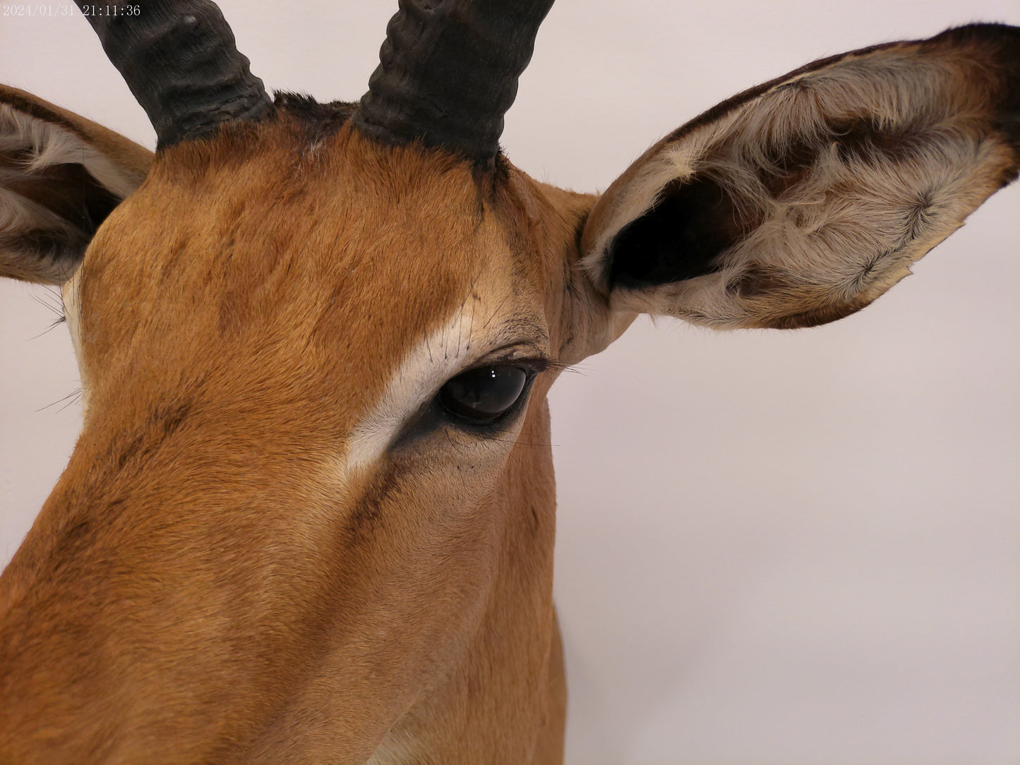 Impala Head Mount Taxidermy