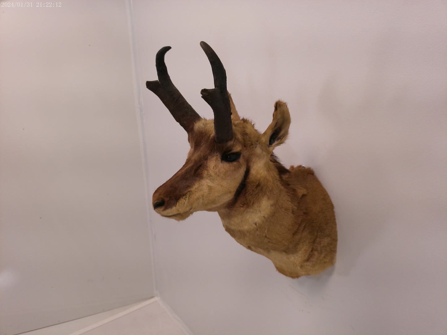Antelope Whitetail Deer Head Shoulder Mount Cape Taxidermy