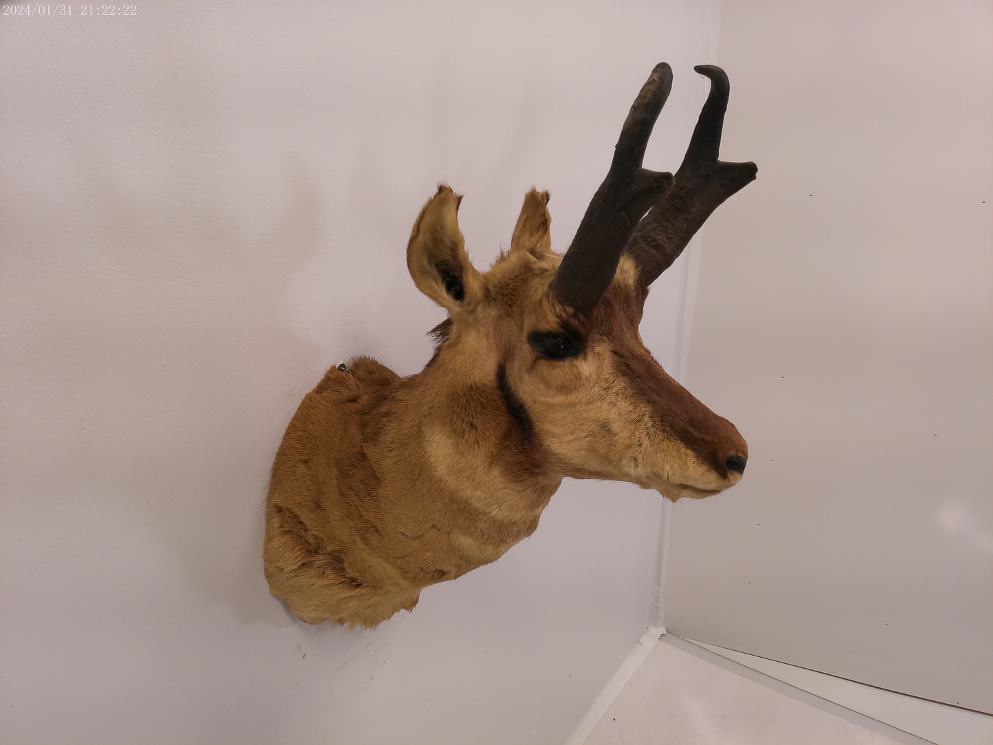 Antelope Whitetail Deer Head Shoulder Mount Cape Taxidermy