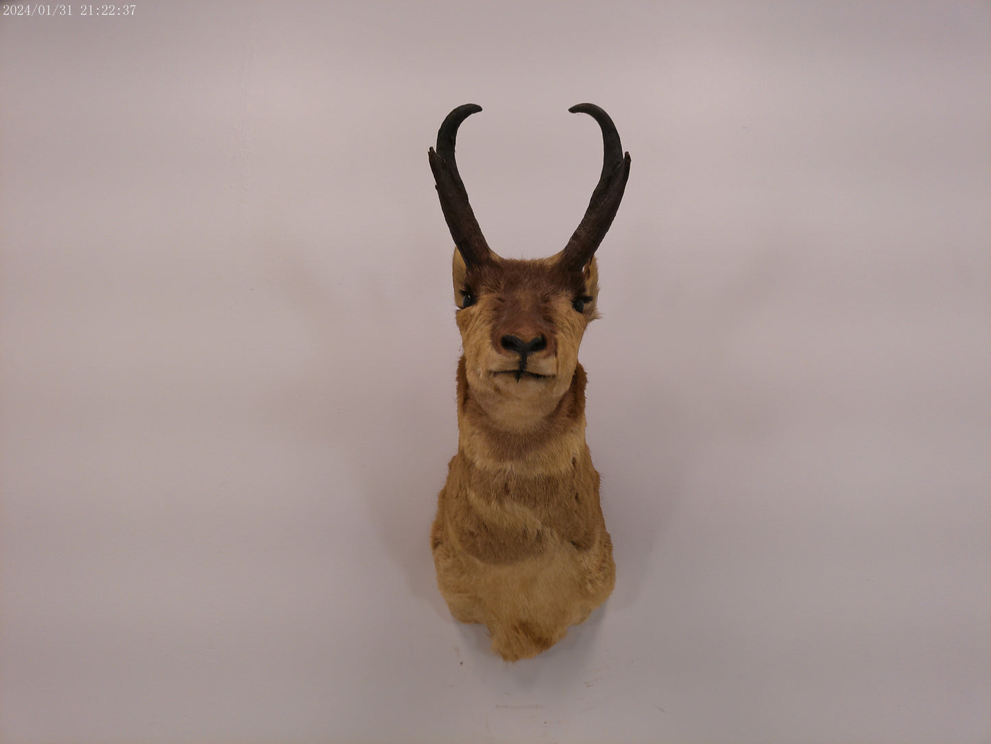 Antelope Whitetail Deer Head Shoulder Mount Cape Taxidermy