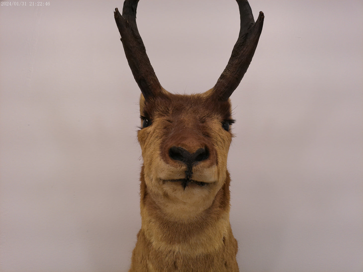 Antelope Whitetail Deer Head Shoulder Mount Cape Taxidermy