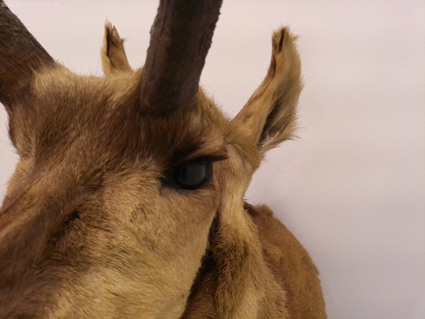 Antelope Whitetail Deer Head Shoulder Mount Cape Taxidermy