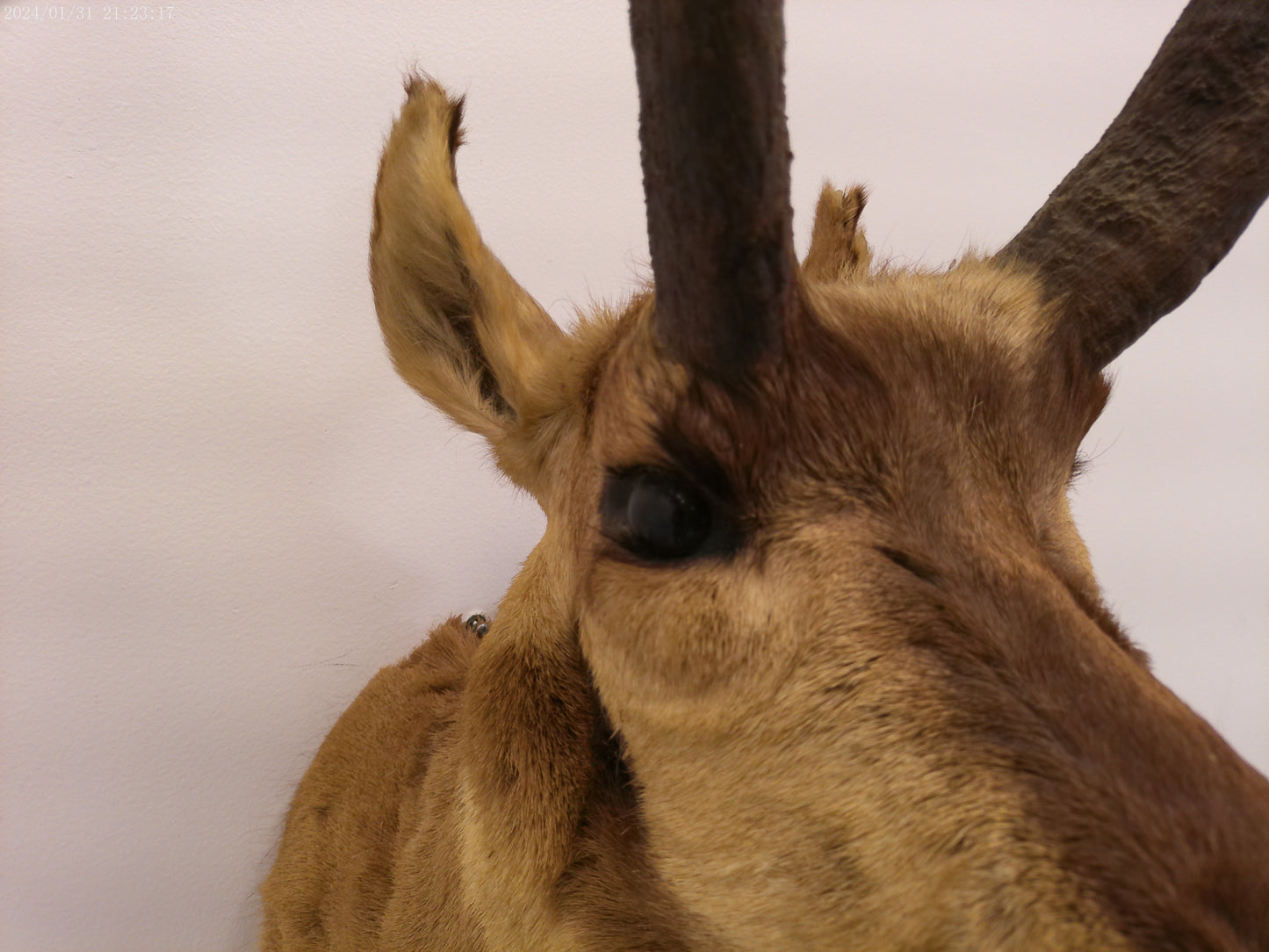 Antelope Whitetail Deer Head Shoulder Mount Cape Taxidermy