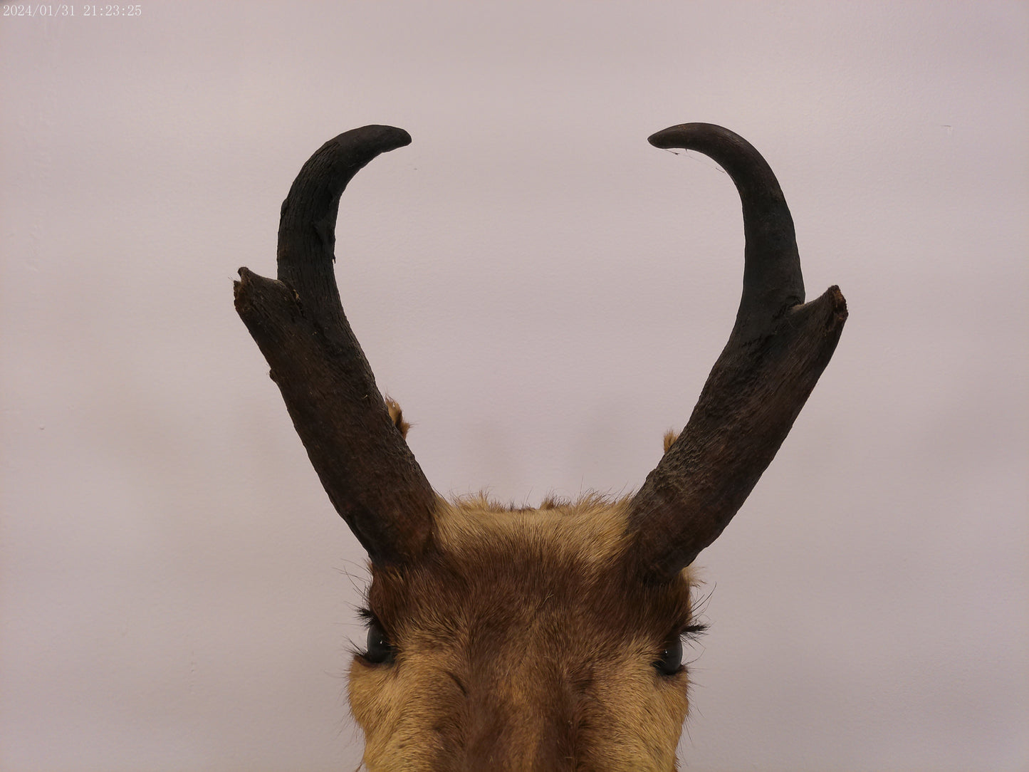 Antelope Whitetail Deer Head Shoulder Mount Cape Taxidermy