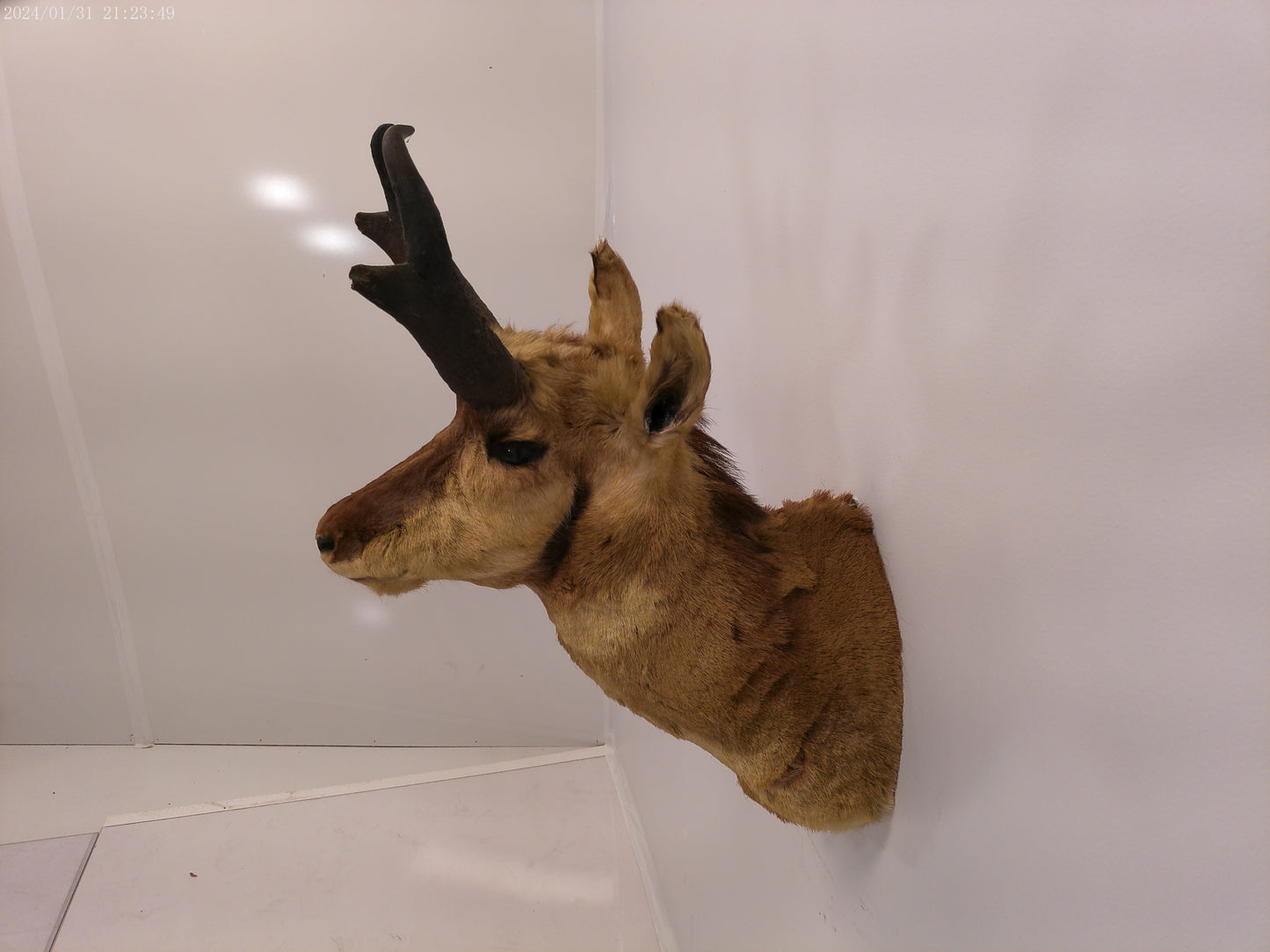 Antelope Whitetail Deer Head Shoulder Mount Cape Taxidermy