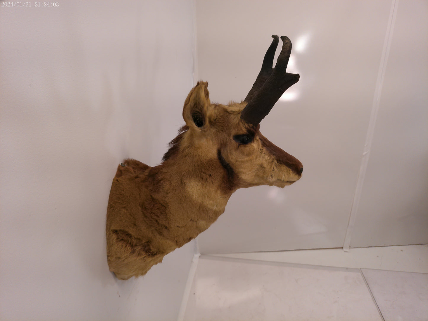 Antelope Whitetail Deer Head Shoulder Mount Cape Taxidermy