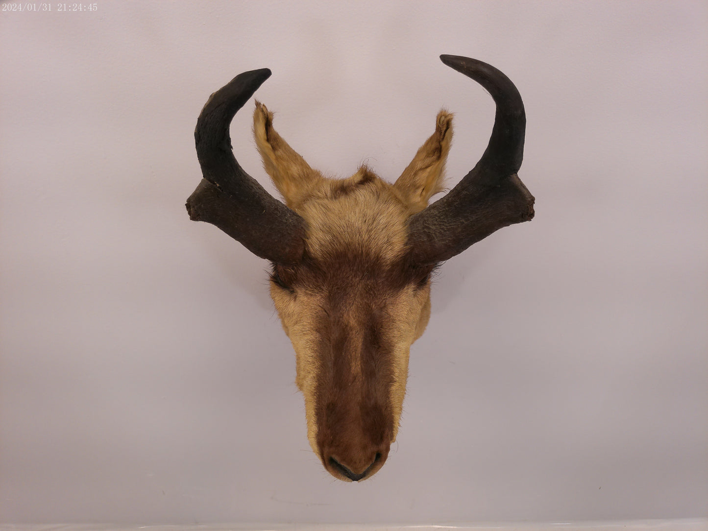 Antelope Whitetail Deer Head Shoulder Mount Cape Taxidermy