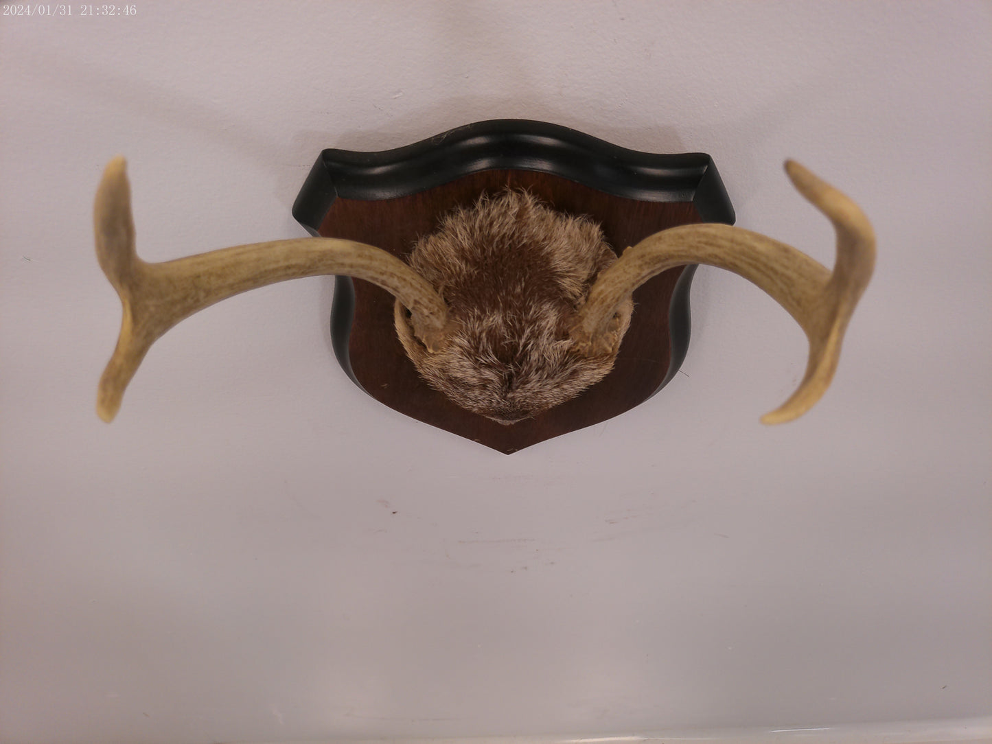 Deer Antler mounted on Wood mount taxidermy