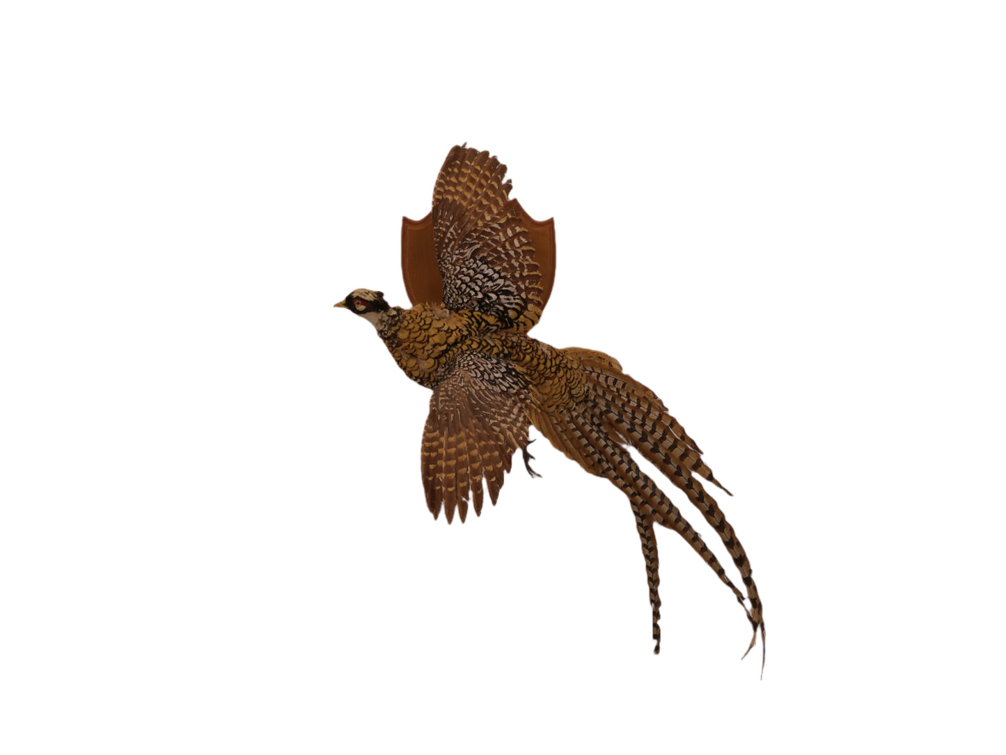 Pheasant Taxidermy Bird Mount
