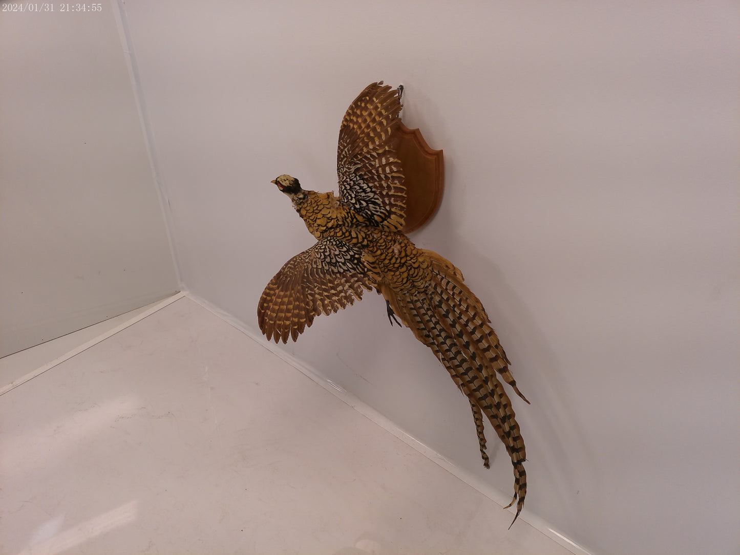 Pheasant Taxidermy Bird Mount