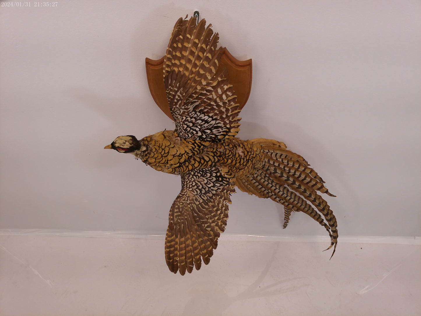 Pheasant Taxidermy Bird Mount
