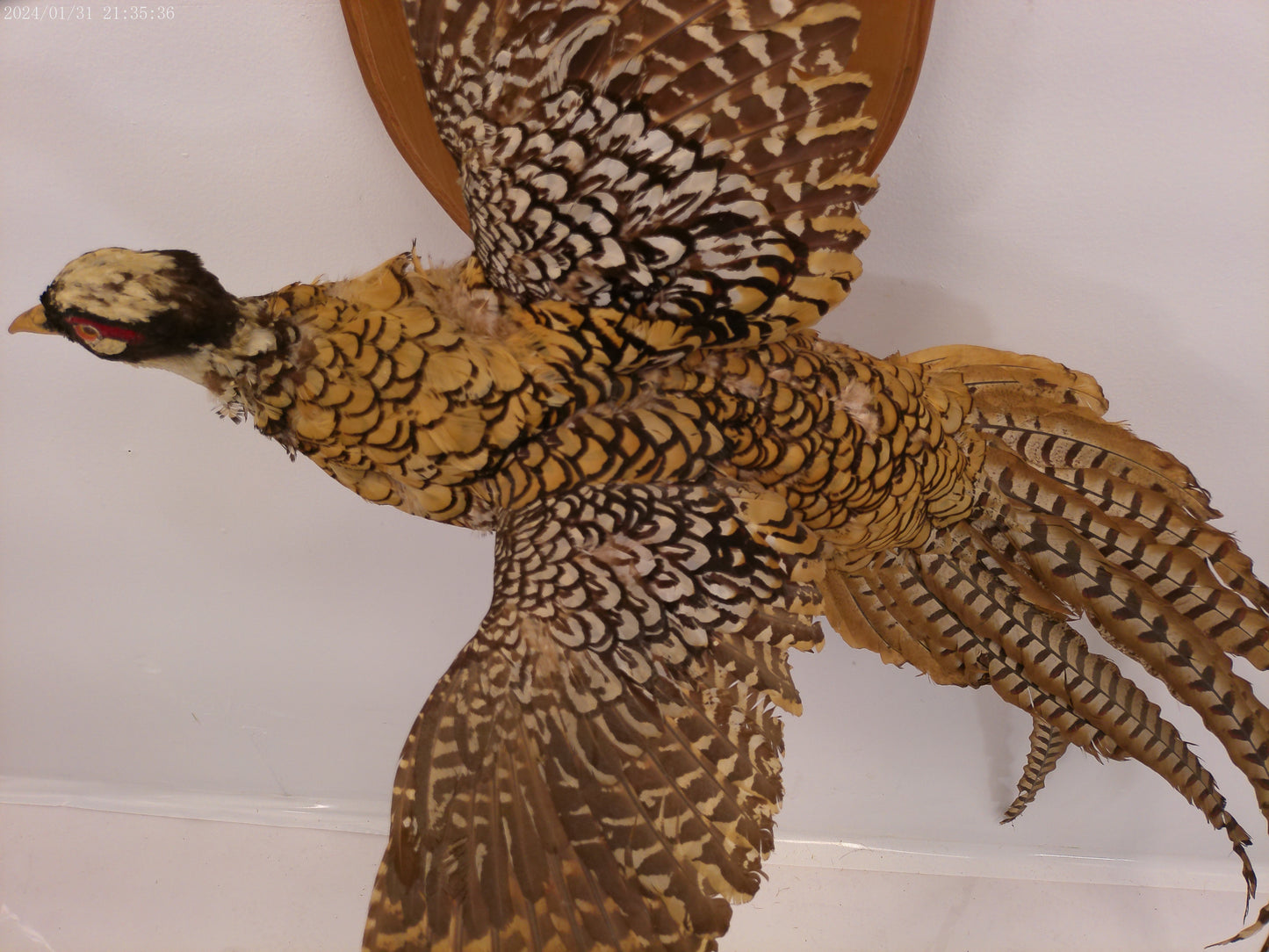Pheasant Taxidermy Bird Mount