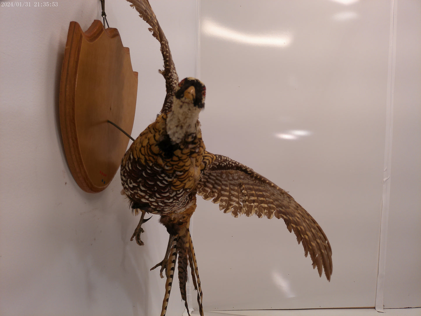 Pheasant Taxidermy Bird Mount