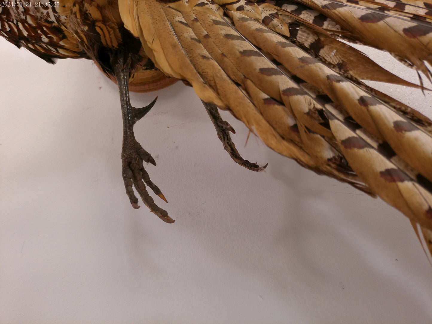 Pheasant Taxidermy Bird Mount