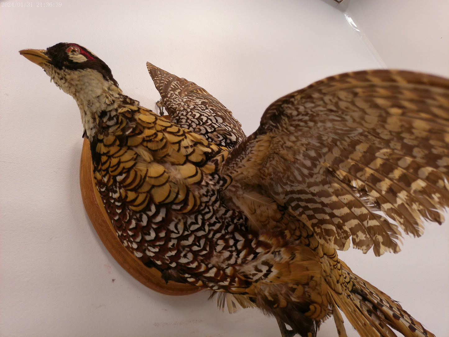 Pheasant Taxidermy Bird Mount
