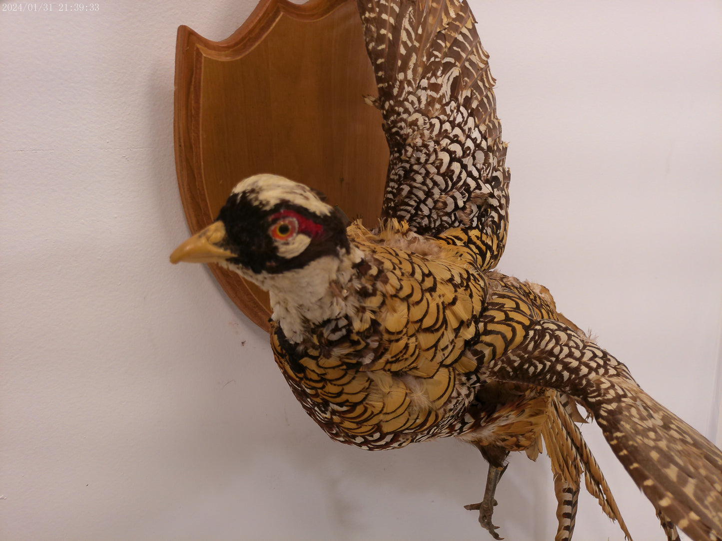 Pheasant Taxidermy Bird Mount