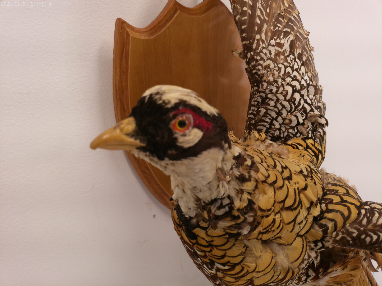 Pheasant Taxidermy Bird Mount