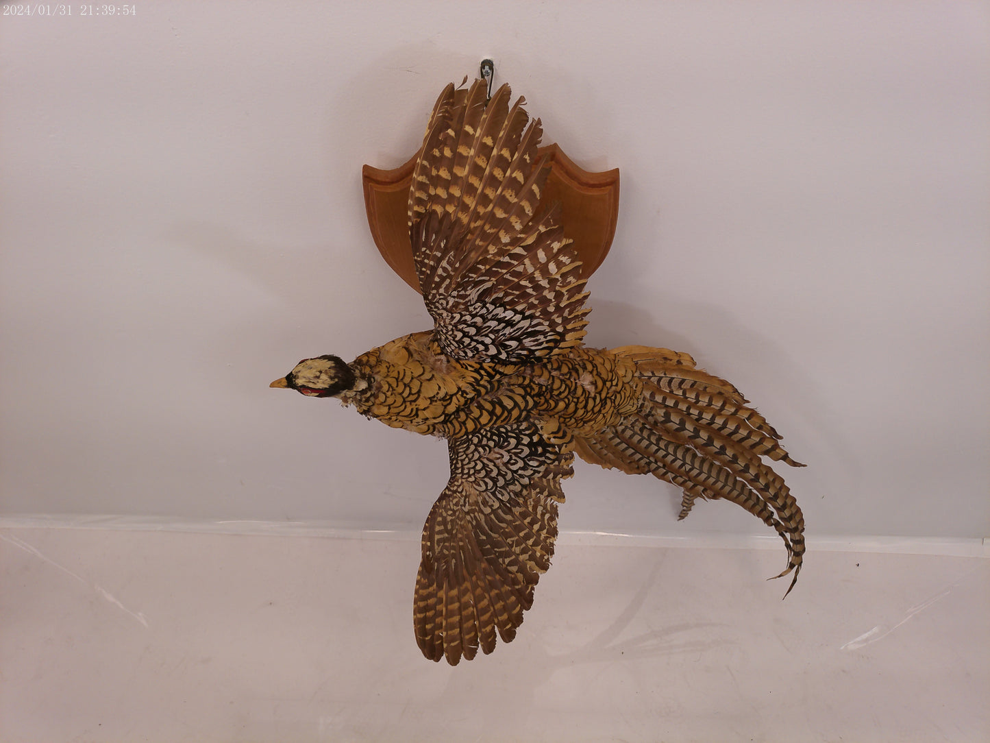 Pheasant Taxidermy Bird Mount
