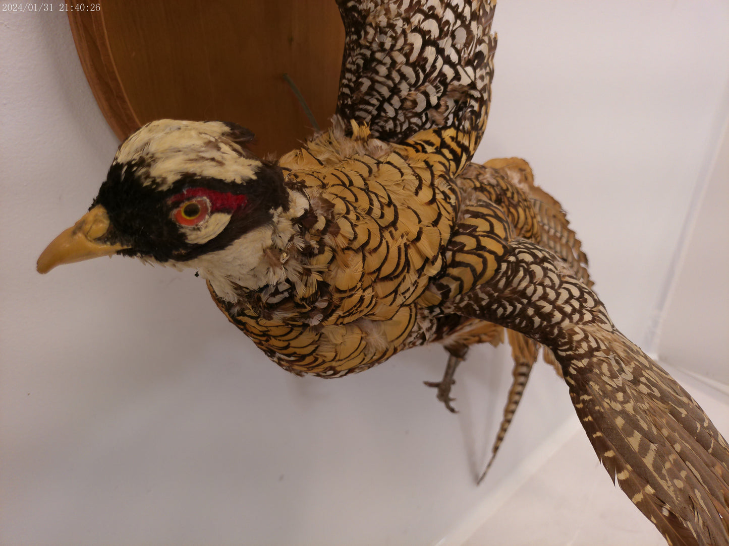 Pheasant Taxidermy Bird Mount