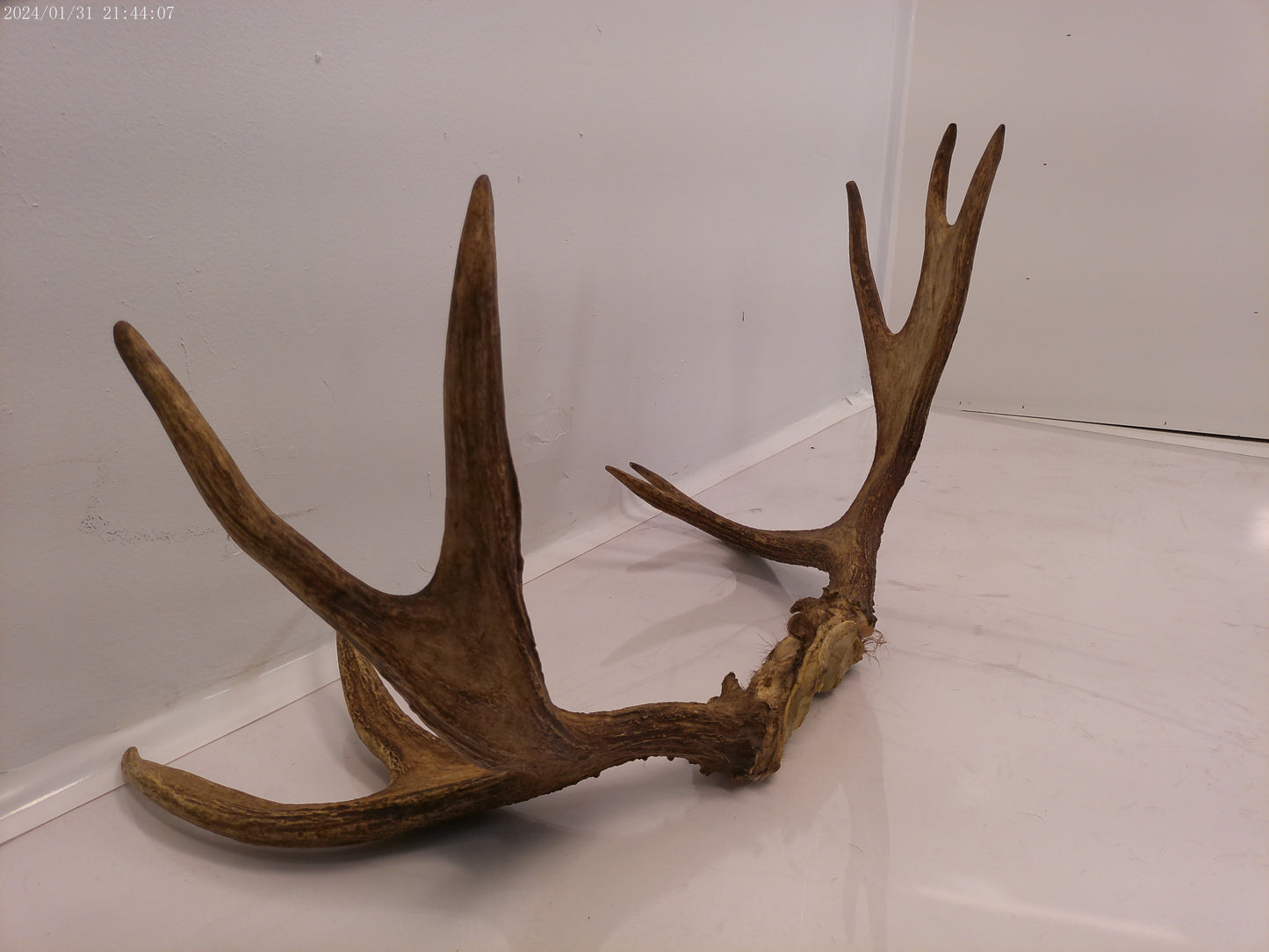 Large pair Of Deer Antlers Taxidermy