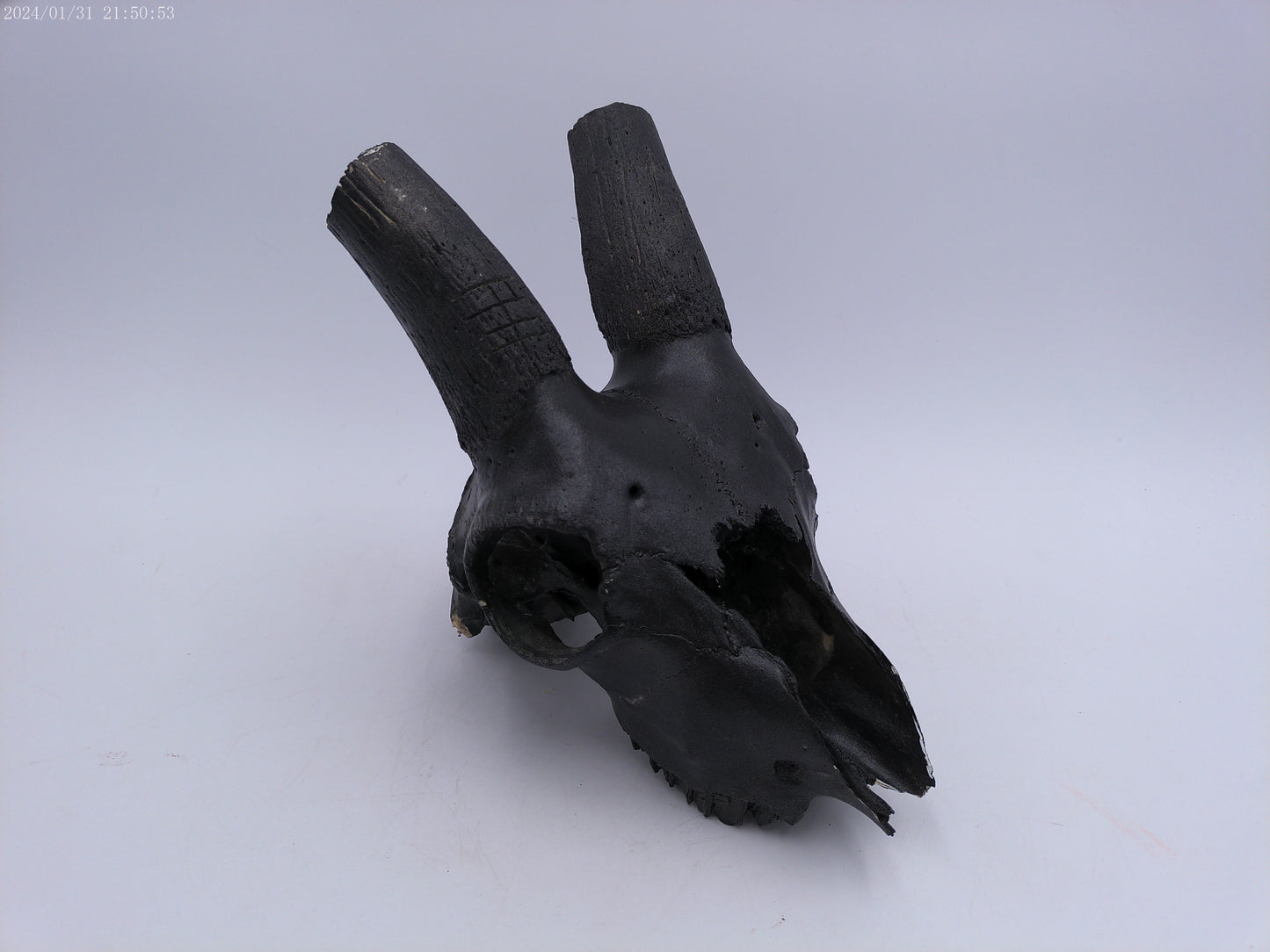Spanish Ibex Skull painted black taxidermy skull