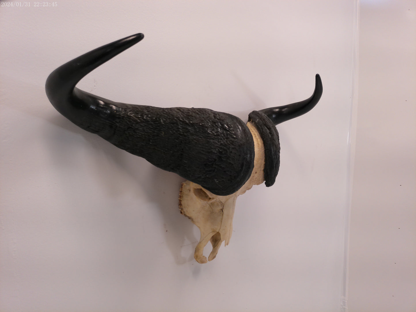 African Water Buffalo large horns