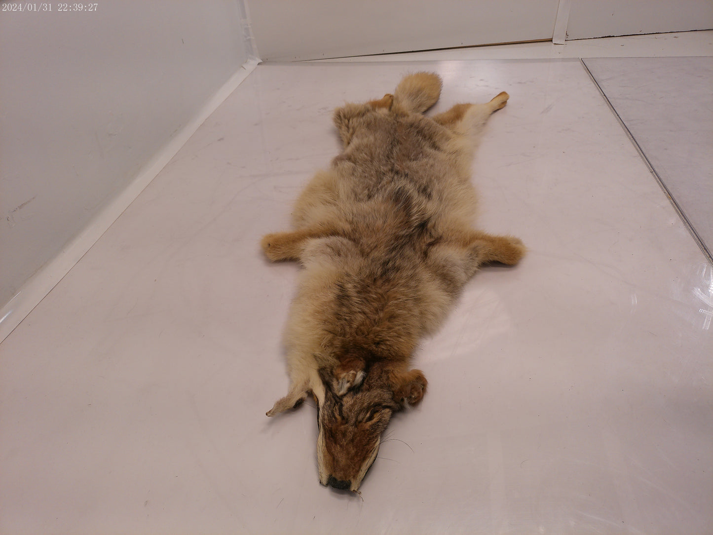 Vintage Collectible Full Size Brown Fox Fur pelt taxidermy