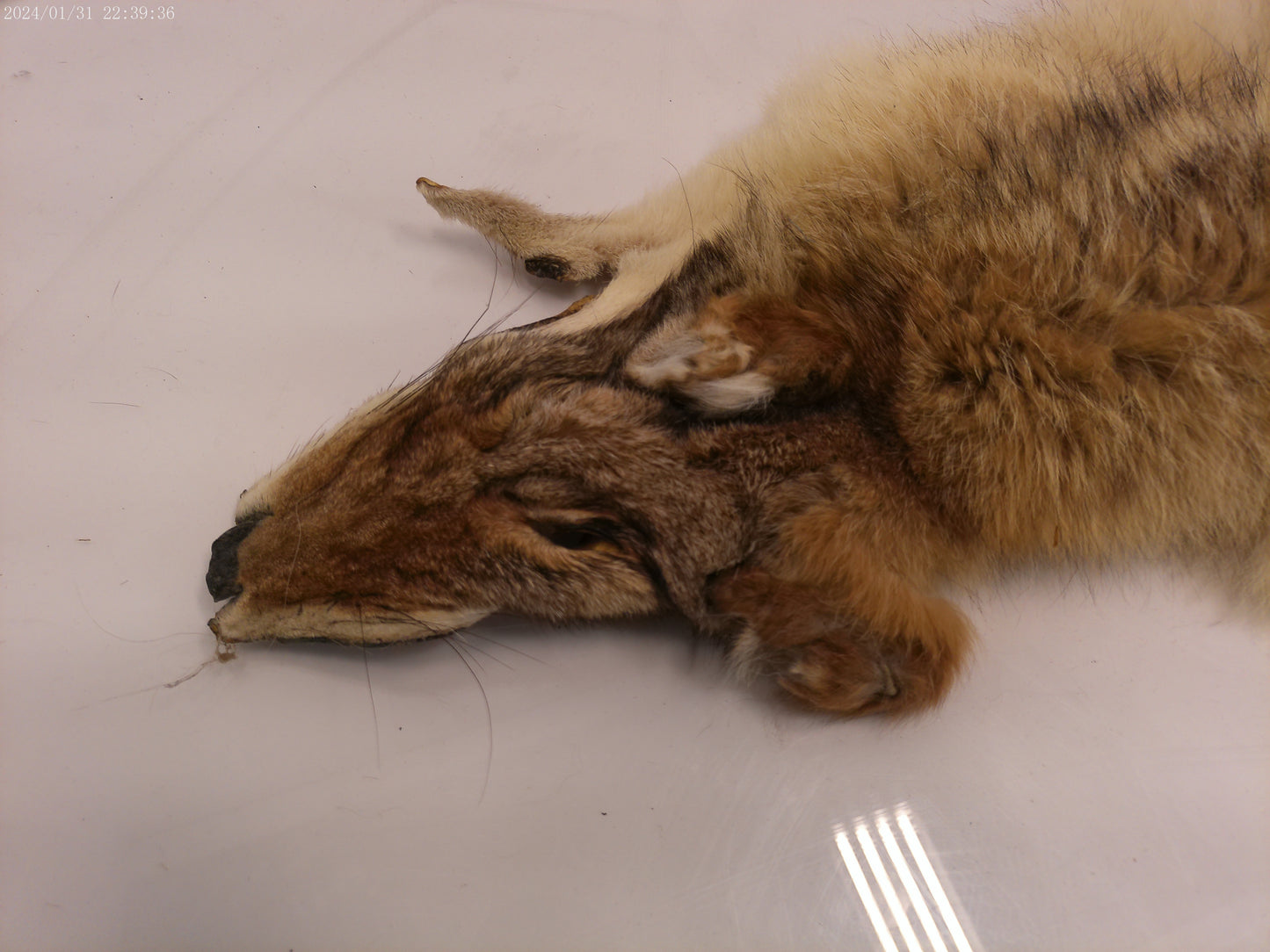Vintage Collectible Full Size Brown Fox Fur pelt taxidermy