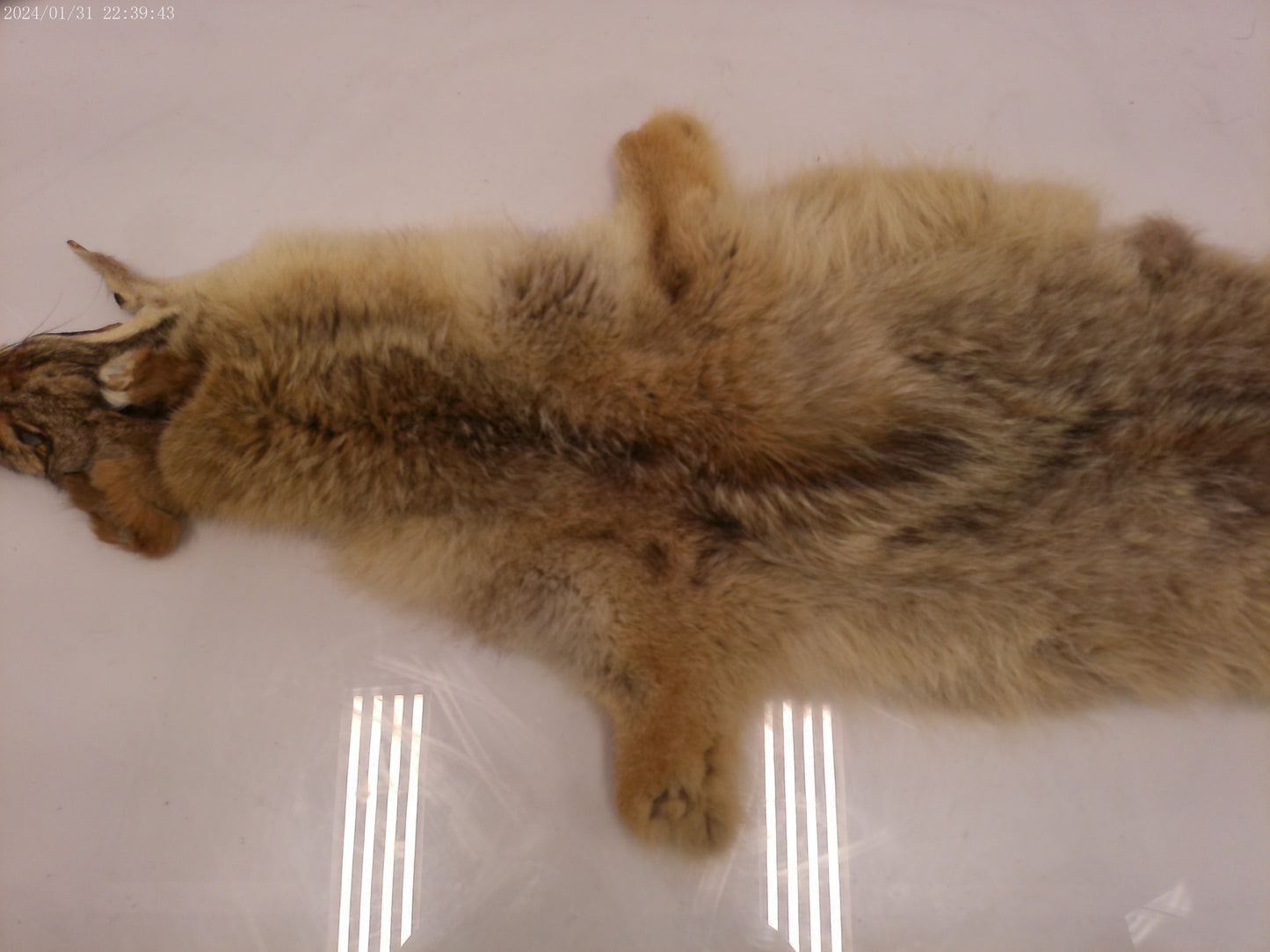Vintage Collectible Full Size Brown Fox Fur pelt taxidermy