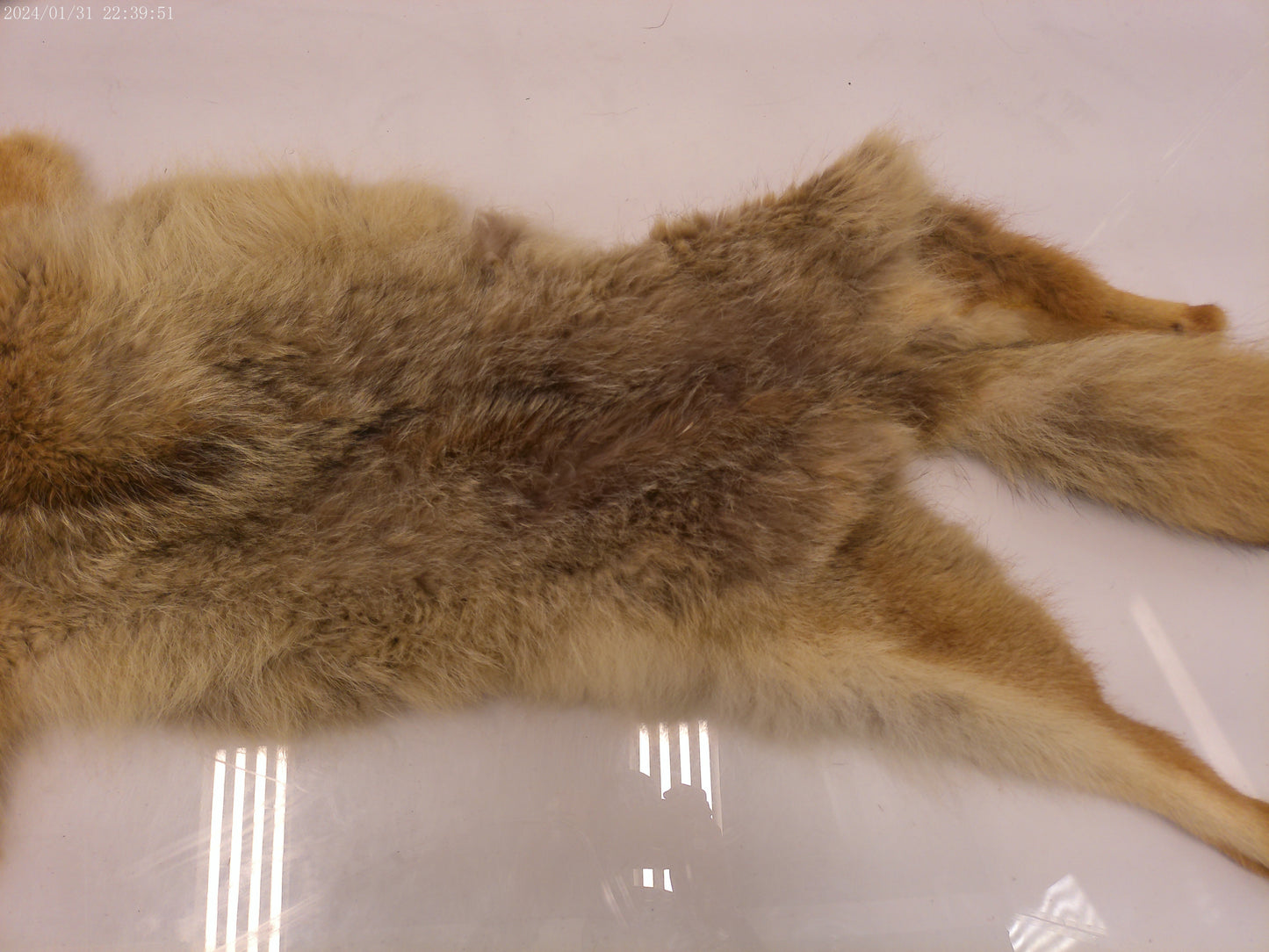 Vintage Collectible Full Size Brown Fox Fur pelt taxidermy