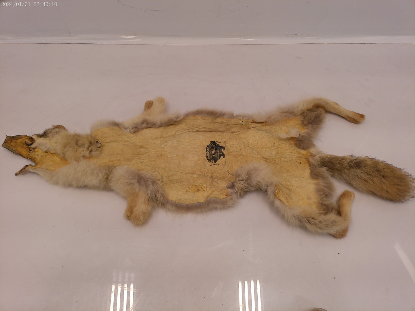 Vintage Collectible Full Size Brown Fox Fur pelt taxidermy